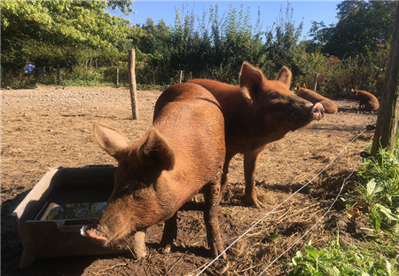 让价格回归市场 屠宰企业与养殖户的天平逐渐调整