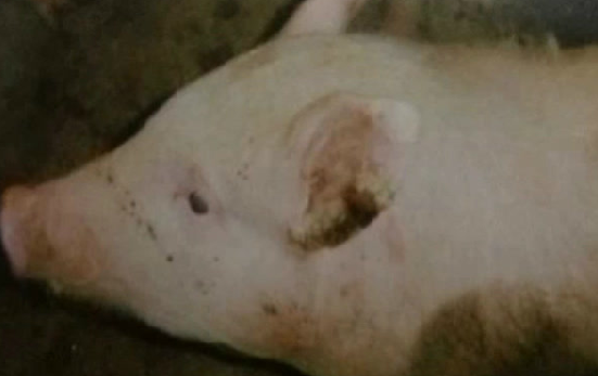 分不清猪圆环和坏死杆菌病的养殖户别错过，认真做好笔记！