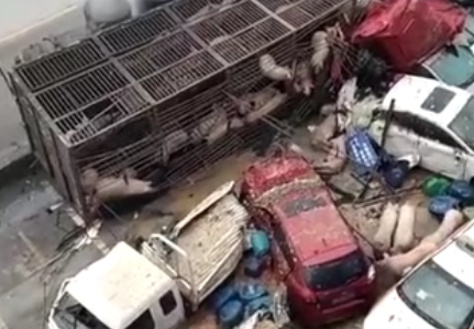 运猪车侧翻殃多车，多只猪跑在街上！