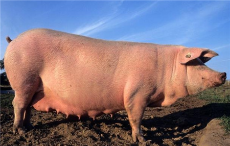 母猪便秘怎么用灌肠法进行治疗？