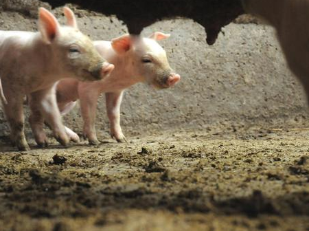 观察病猪的要素，养殖户这样可以提早发现猪病