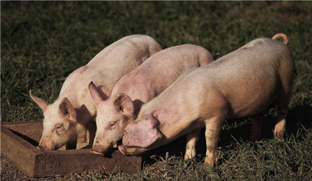 猪价大跌有内幕？专家呼吁政府调查屠企联合压价行为