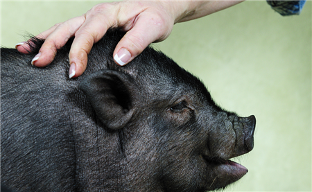 猪肉比蔬菜都便宜了，还有10天过年，还能涨吗？