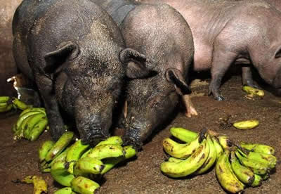 中共中央 国务院关于实施乡村振兴战略的意见