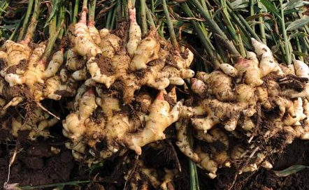 姜！用好能治猪病，能促生长，值得养猪户们收藏！