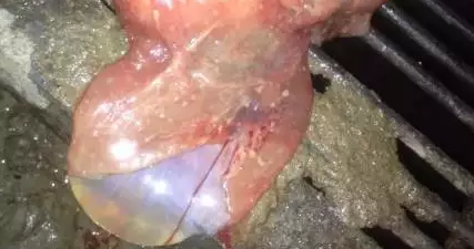 如何用肉眼判断出母猪腹中的胎儿是否全部产完?