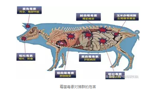 两清除一提高技术在提升母猪健康度上的应用