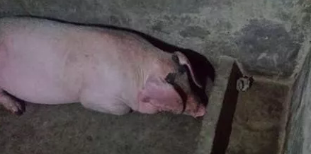 拿什么拯救这头母猪，它已6天滴水未进！
