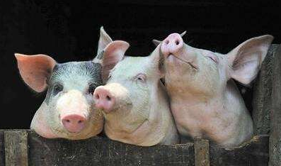 猪肉价格还会继续下跌吗？专家：切勿盲目出栏销售！