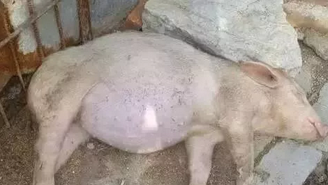 遇到猪场急症---胀肚子该怎么呢？养猪人看过来