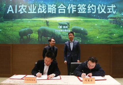 阿里云同特驱集团、德康集团达成合作 产业AI深入养猪业