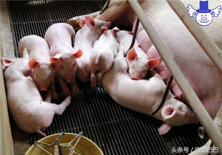 如何最大限度地降低初生仔猪患病概率？有四项基础工作需要做好