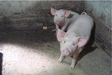 猪肠道疾病大汇总，看病、治病容易多了！