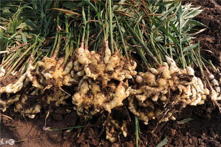 姜！用好能治猪病，能促生长，值得养猪户们收藏！