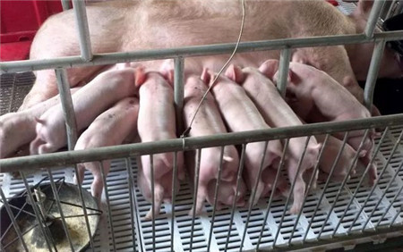 寒冷冬季生猪饲养管理主要抓哪些？
