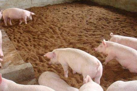 养猪新手遇到猪呕吐要注意这三点，没准儿帮你大忙！