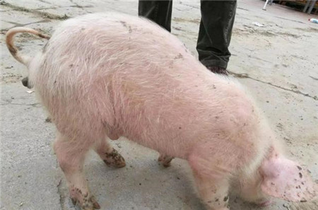 实战：兽医看过来，猪的化脓菌感染病例！