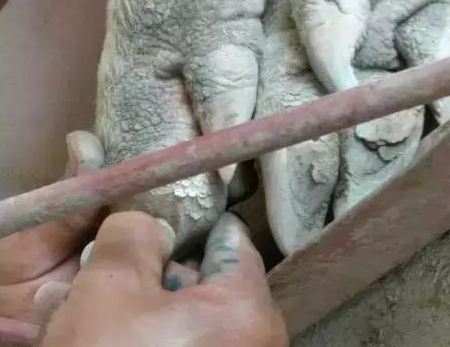 这种病不要小视，猪淘汰率可增加20%以上！