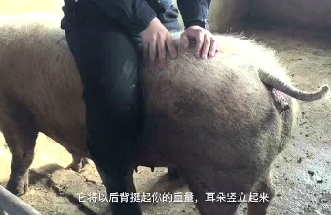 配种是猪场最重要的环节之一，这些细节你了解吗？