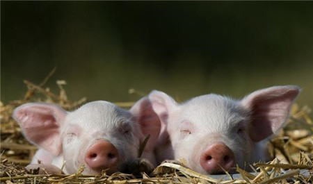 此次猪价暴跌，养猪户应该学会这些教训