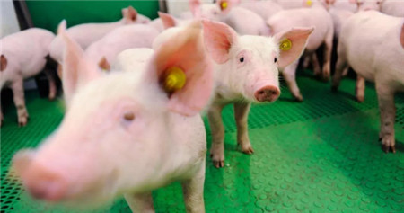 人工智能来养猪？这不是在开玩笑！一人养猪1000头不是梦