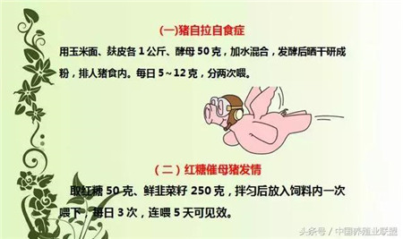 干货！小偏方治“猪病” 养猪知识学起来！