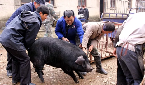 距离春节还有3天，日新月异，从杀年猪看乡村变化？
