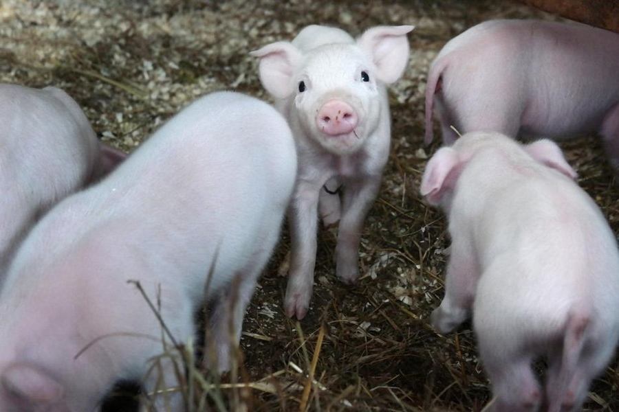 加大养猪出炉五年计划？想了解现场信息的看过来