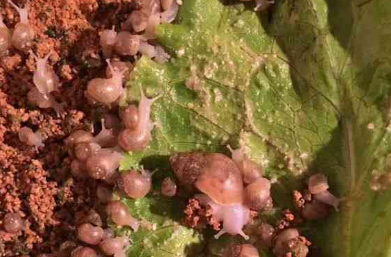 不养猪了？大叔在院子里养起这个，大多数人都不看好