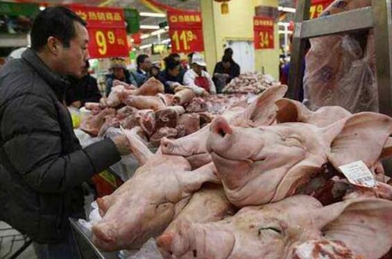 每年有1200万头母猪流向市场，后来都去了哪里？