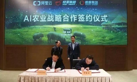 马云养猪高科技！一起看看“外星人”养猪有何玄机？