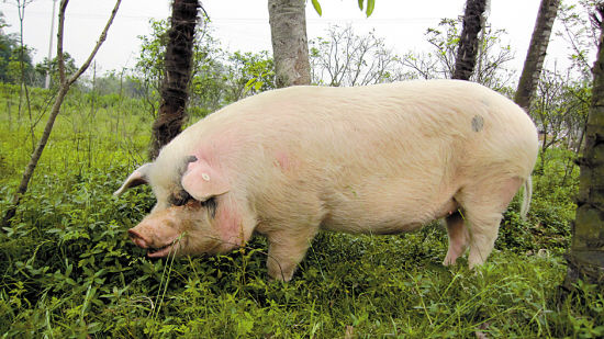 2018年02月20日全国内三元生猪价格行情涨跌表