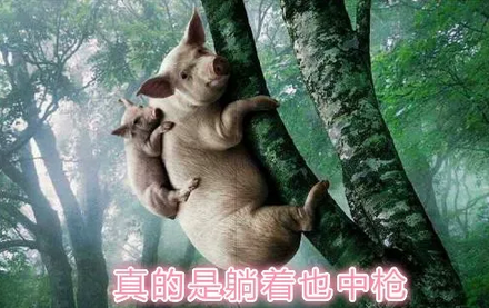 一看笑三年！这些你可能闻所未闻的养猪趣闻值得一看