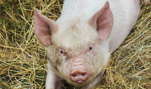 猪舍卫生条件不好有大风险，如何让猪文明如厕？