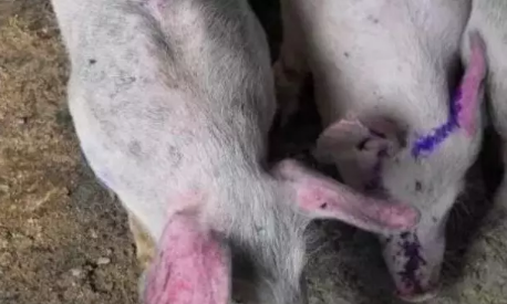 这个药非常便宜，但在猪场作用“重于泰山”，是维生素C？