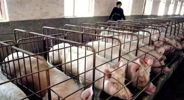 养猪高手是这样降低猪舍湿度的！