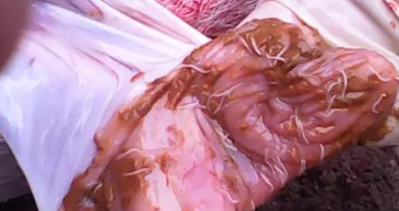 寄生虫是养猪场最容易忽视的问题,怀孕母猪如何驱虫？