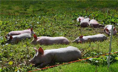 猪病治疗过程中，这3种做法，养猪人损失很大