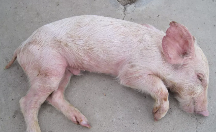 谈猪病技术之前，您先了解下哺乳仔猪死亡的原因...
