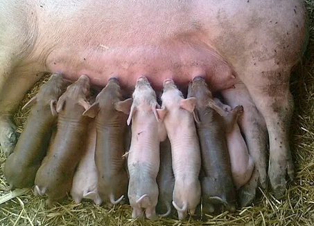 问猪病之母猪产后炎症，产后炎症会增加饲喂成本，怎么办？