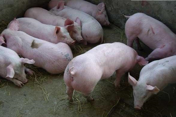 养猪户在自家承包地养猪合法吗？看看专家如何解答