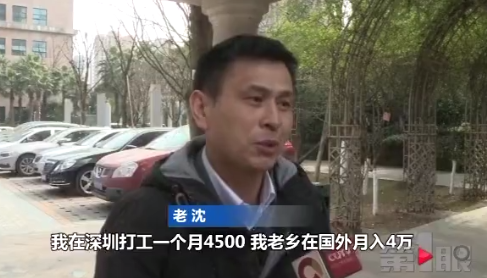 国外养猪月入两万八食宿全包 这工作你心动吗?