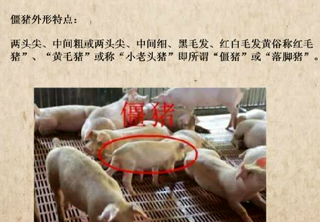 这几点不注意最容易让猪长成僵猪，养猪户一定要做好防控！