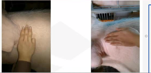 养猪人必学技能给猪肌注，通俗易懂！