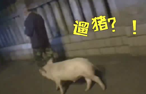 六旬大爷街头遛猪：每天要遛2小时