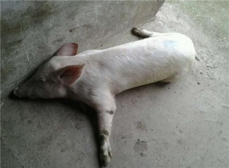 造成猪站立困难的原因及治疗在这里！
