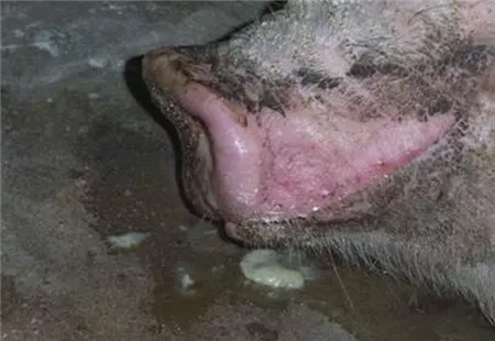 还有这种操作？简单四招，让你的猪群少生病！