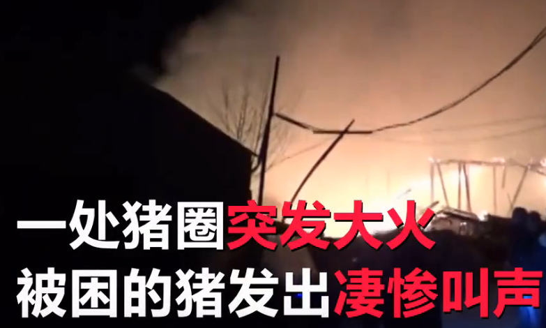 大火致两百多头生猪变烤猪养猪场主人无奈大哭