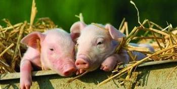 春季猪病高发，这3 种疾病要重防！