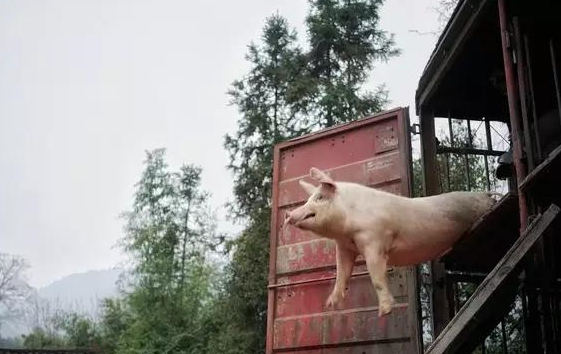 跌倒极致就是涨？这两点才是猪价上涨关键